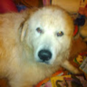 Meet your Posher, Todd